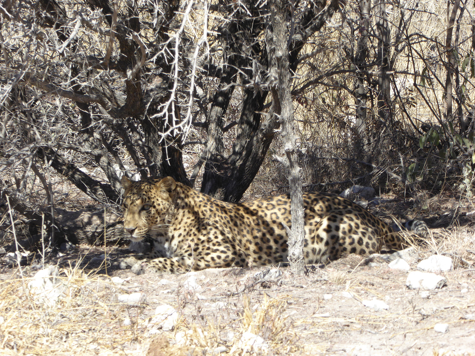 Panasonic Lumix DMC-ZS40 (Lumix DMC-TZ60) sample photo. Leopard etosha photography