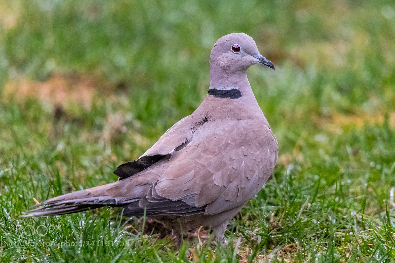 Nikon D850 sample photo. Ring necked dove photography