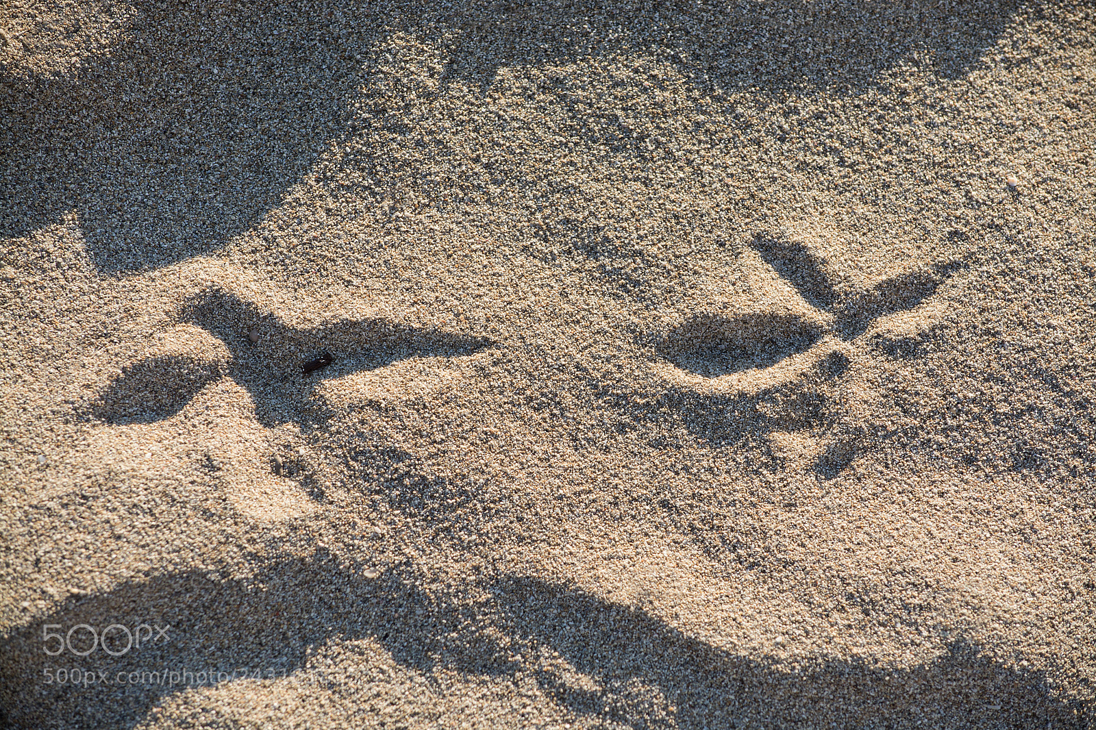 Nikon D7100 sample photo. Sandy beach detail foam photography