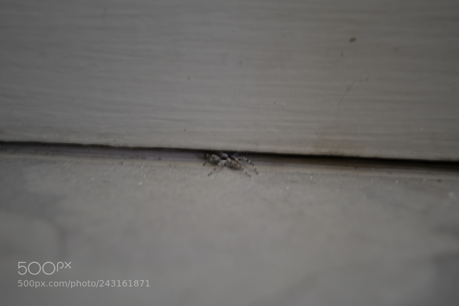 Nikon D3100 sample photo. Hide photography