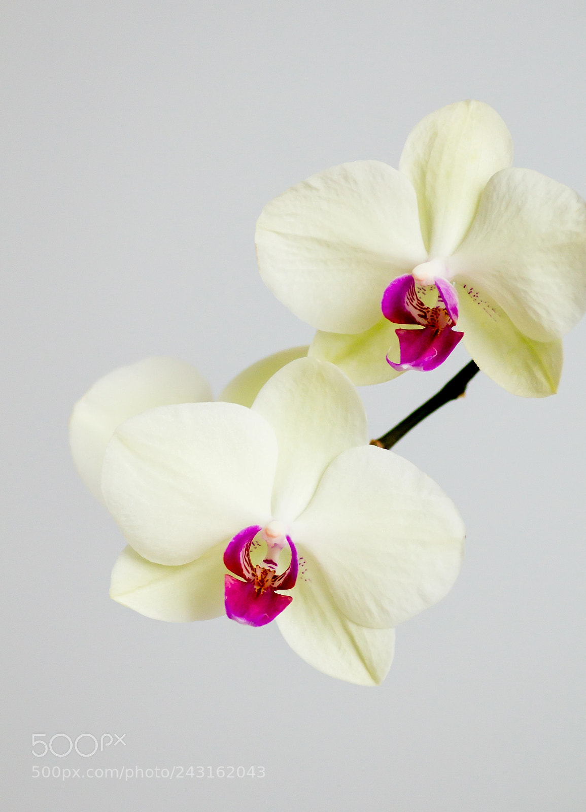Canon EOS 60D sample photo. Орхидея photography