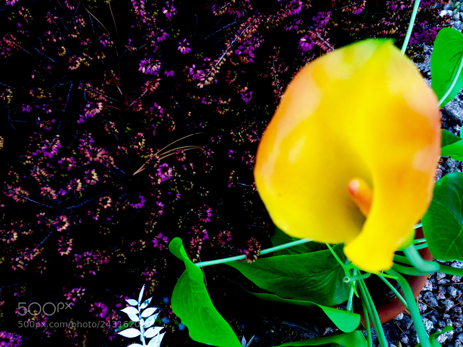 Apple iPhone 5 sample photo. Flower photography