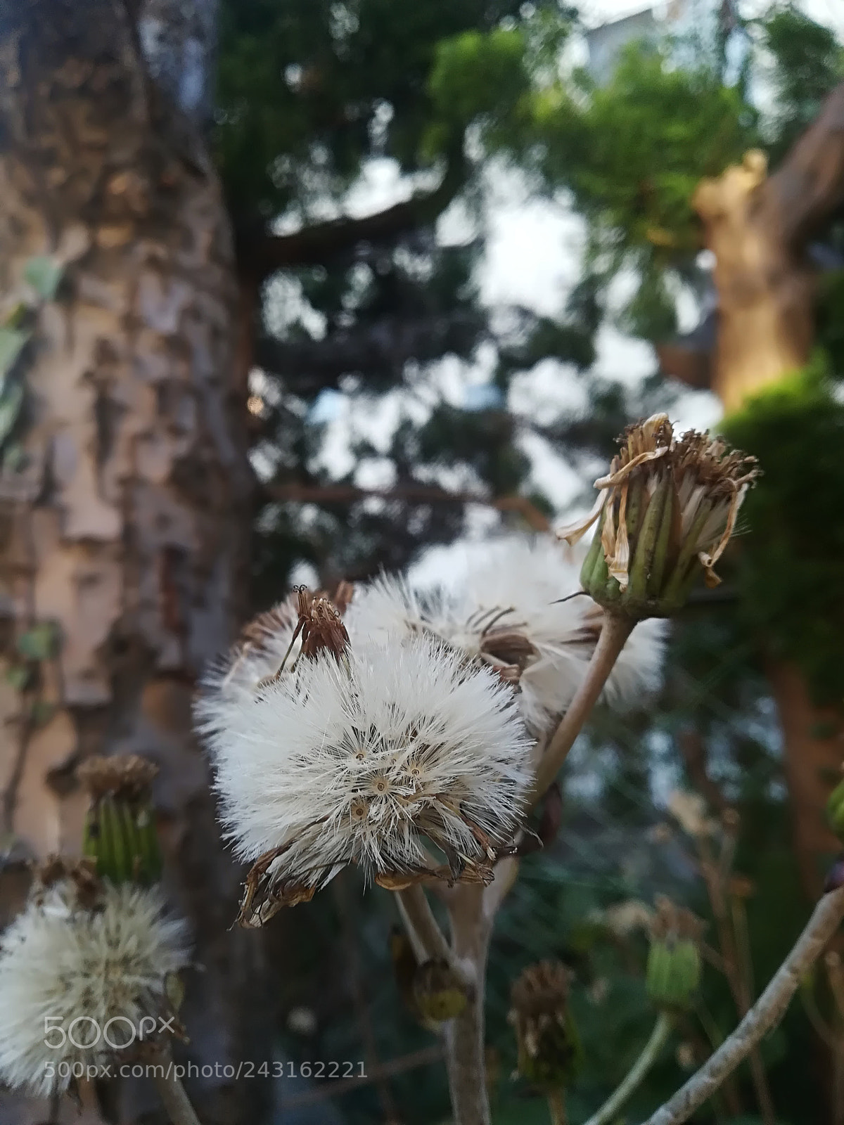 HUAWEI P10 lite sample photo. Untitled photography