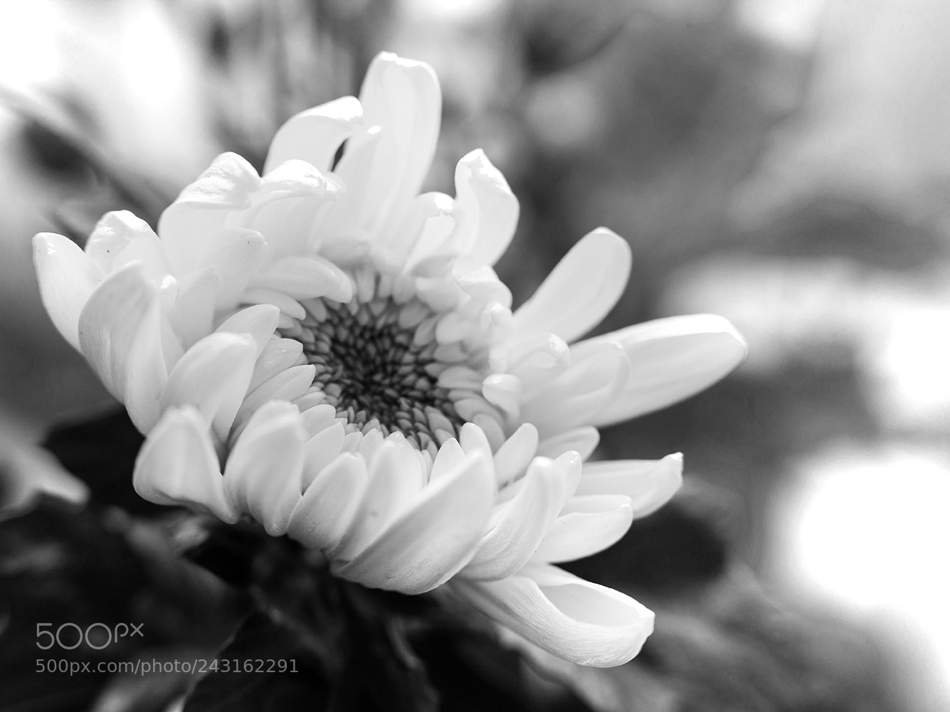 Canon EOS-1Ds Mark III sample photo. 1021052.jpg photography