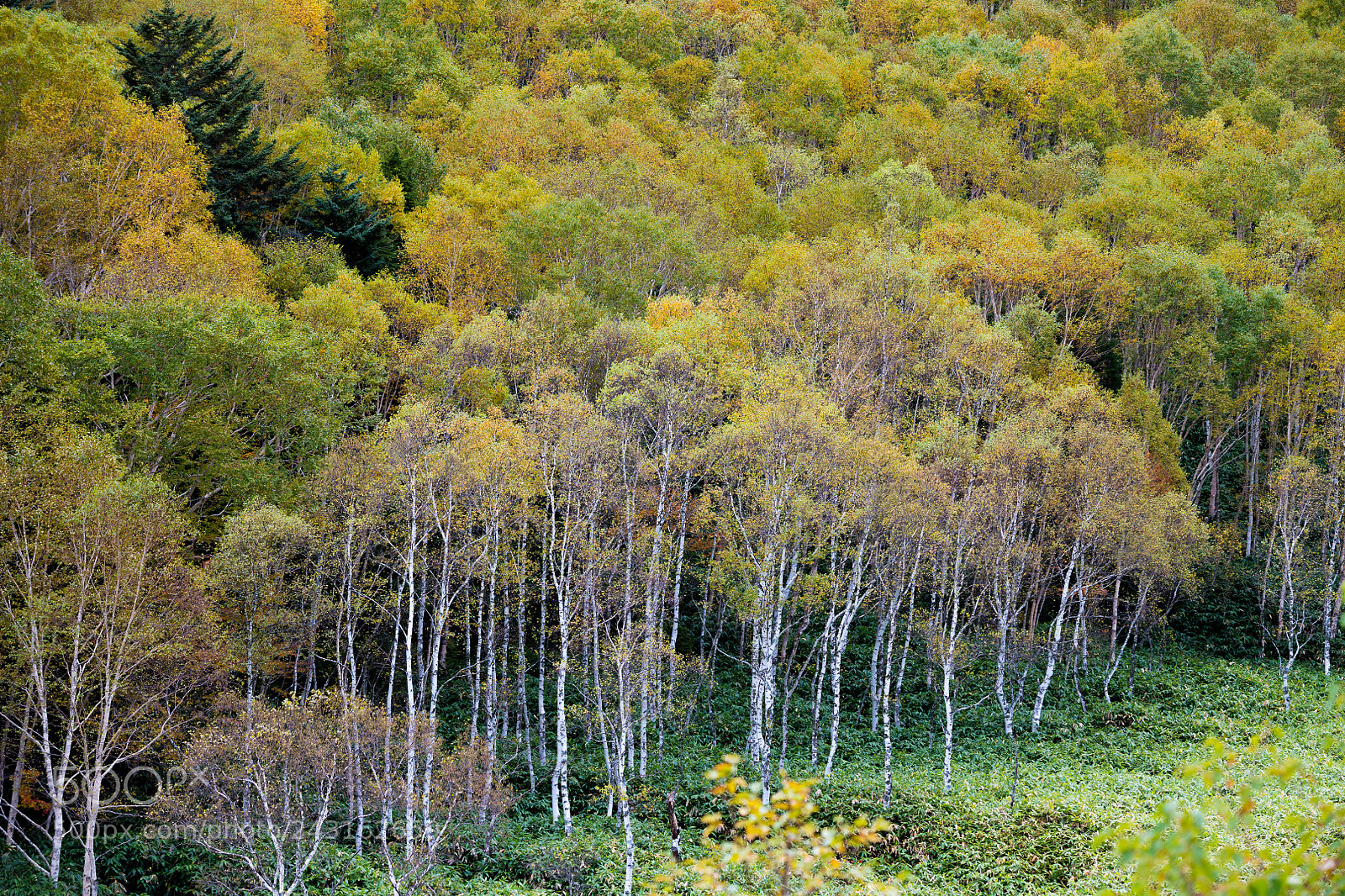 Nikon D850 sample photo. Autumn in japan photography