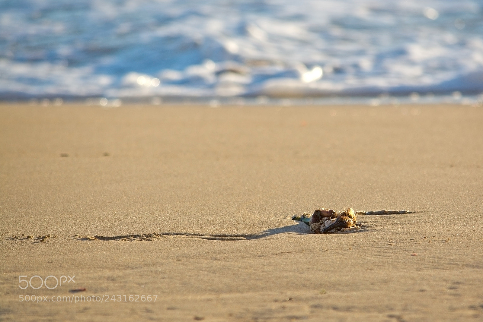 Nikon D7100 sample photo. Sandy beach detail foam photography