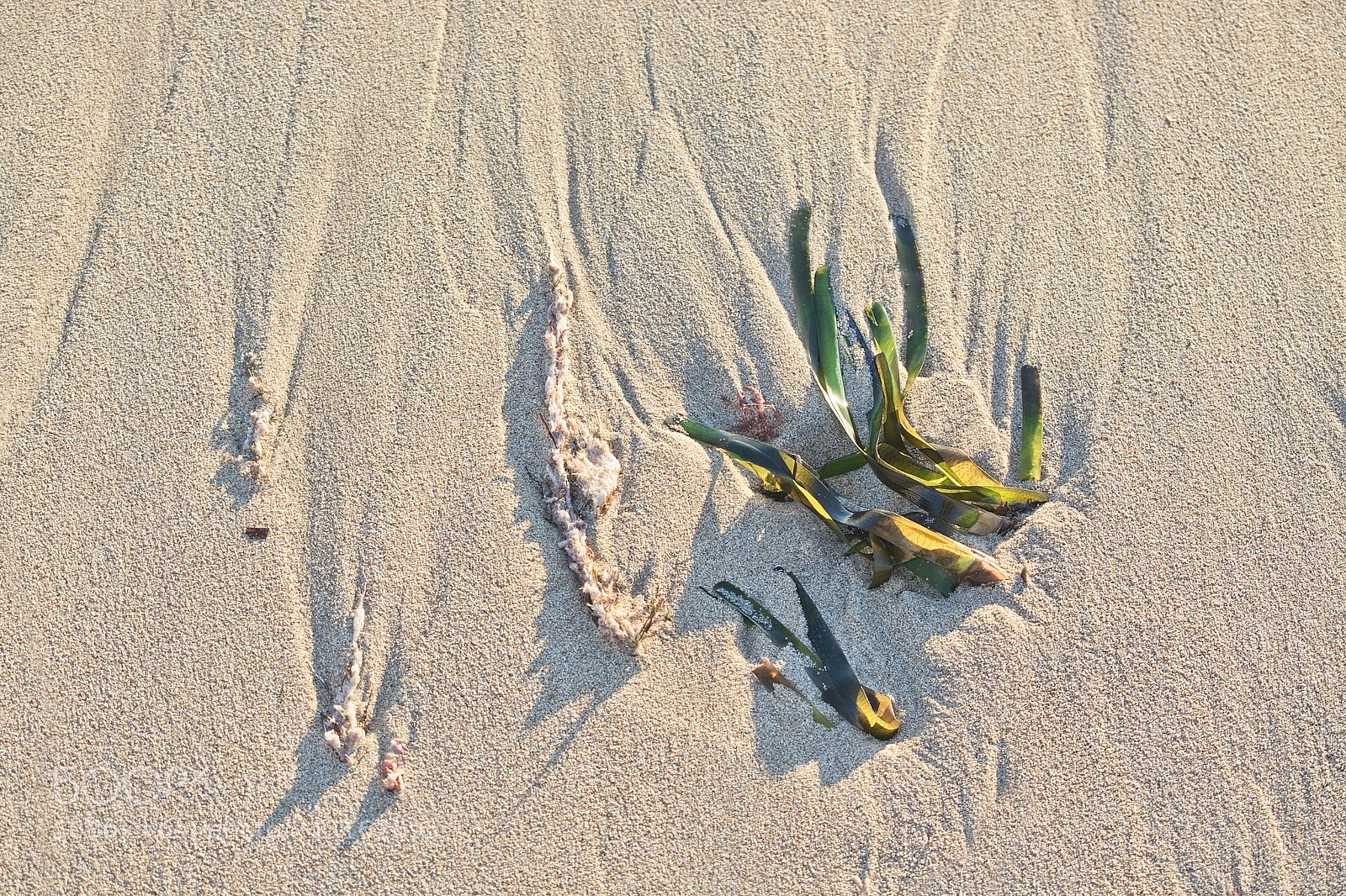Nikon D7100 sample photo. Sandy beach detail foam photography