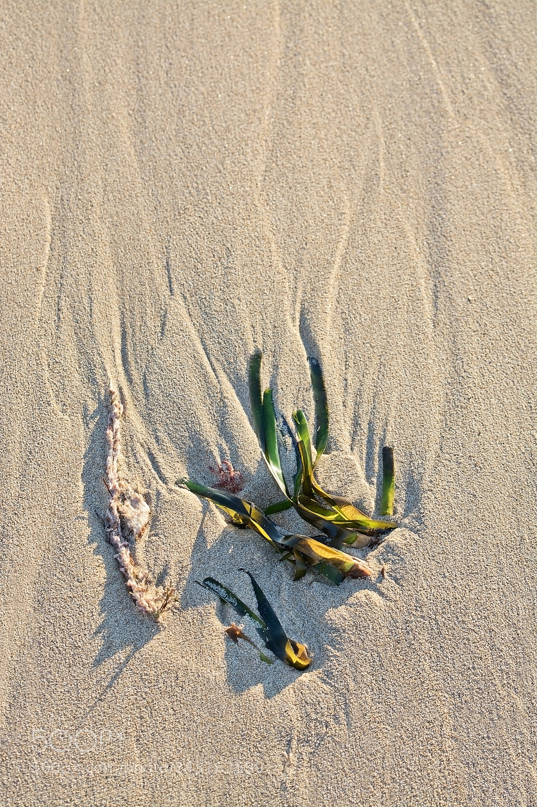 Nikon D7100 sample photo. Sandy beach detail foam photography