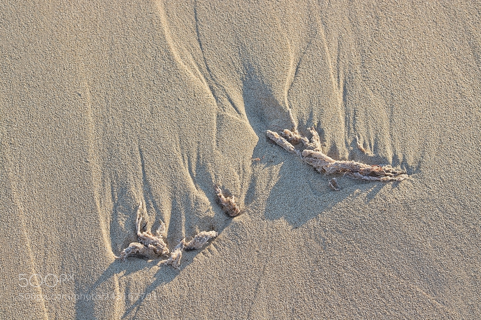 Nikon D7100 sample photo. Sandy beach detail foam photography