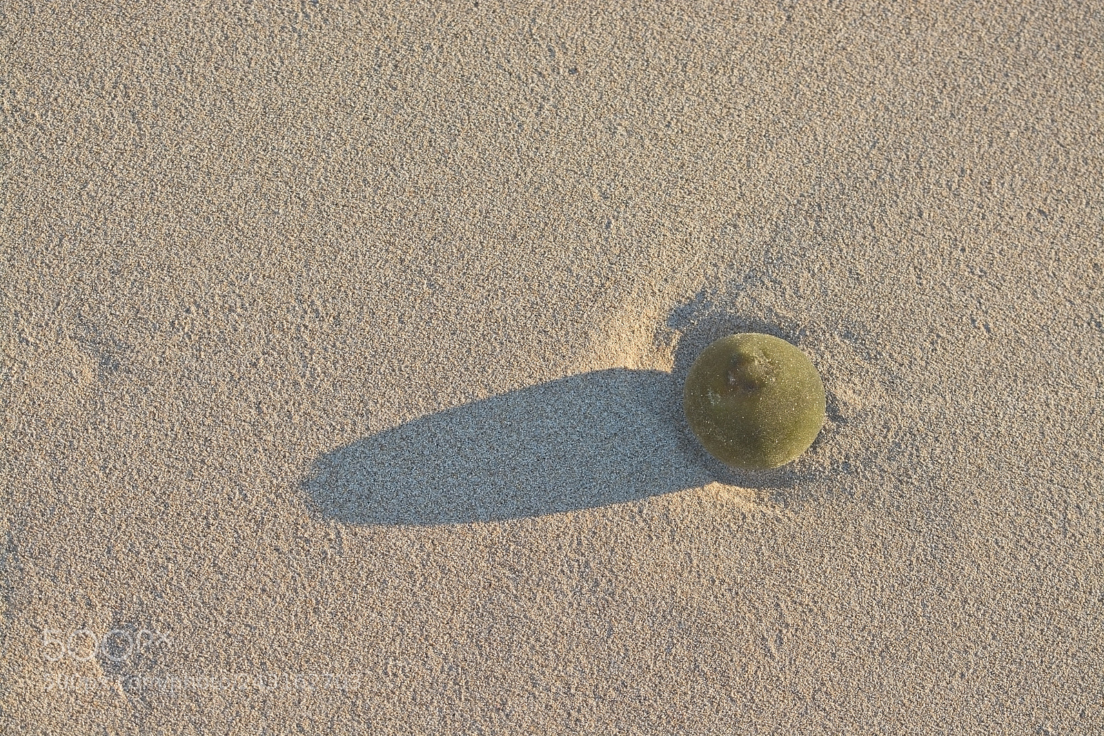 Nikon D7100 sample photo. Sandy beach detail foam photography