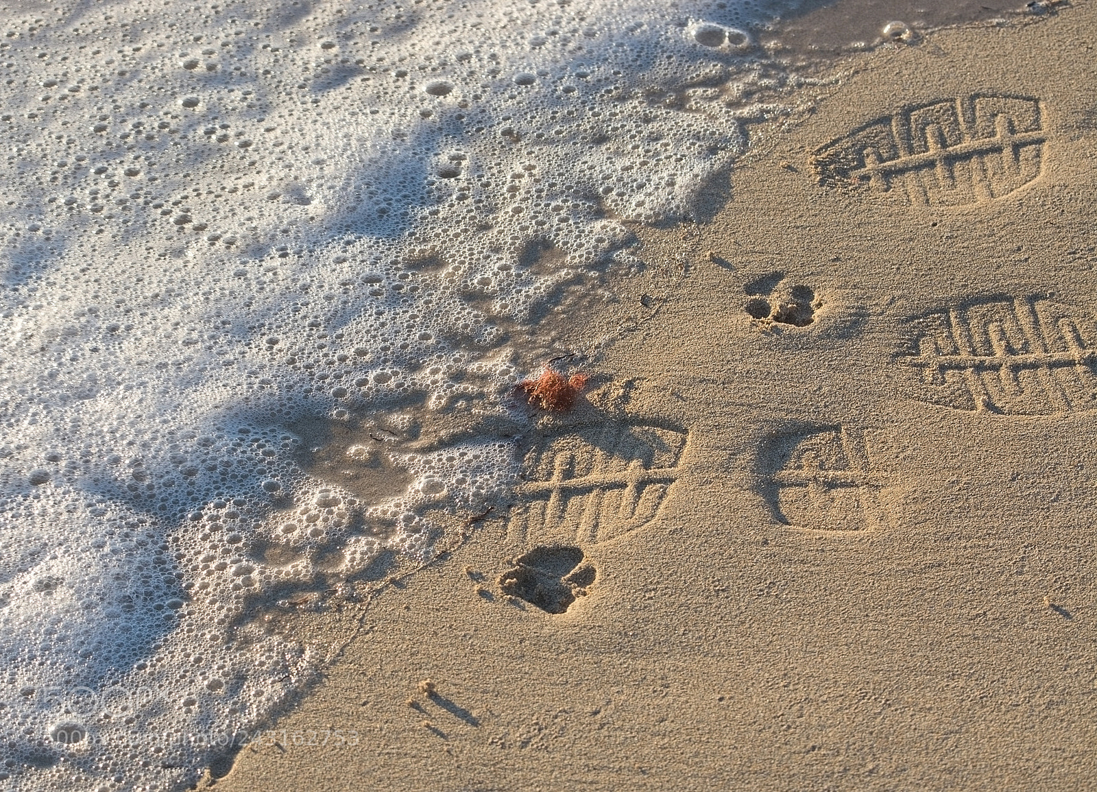 Nikon D7100 sample photo. Paw prints and shoe photography