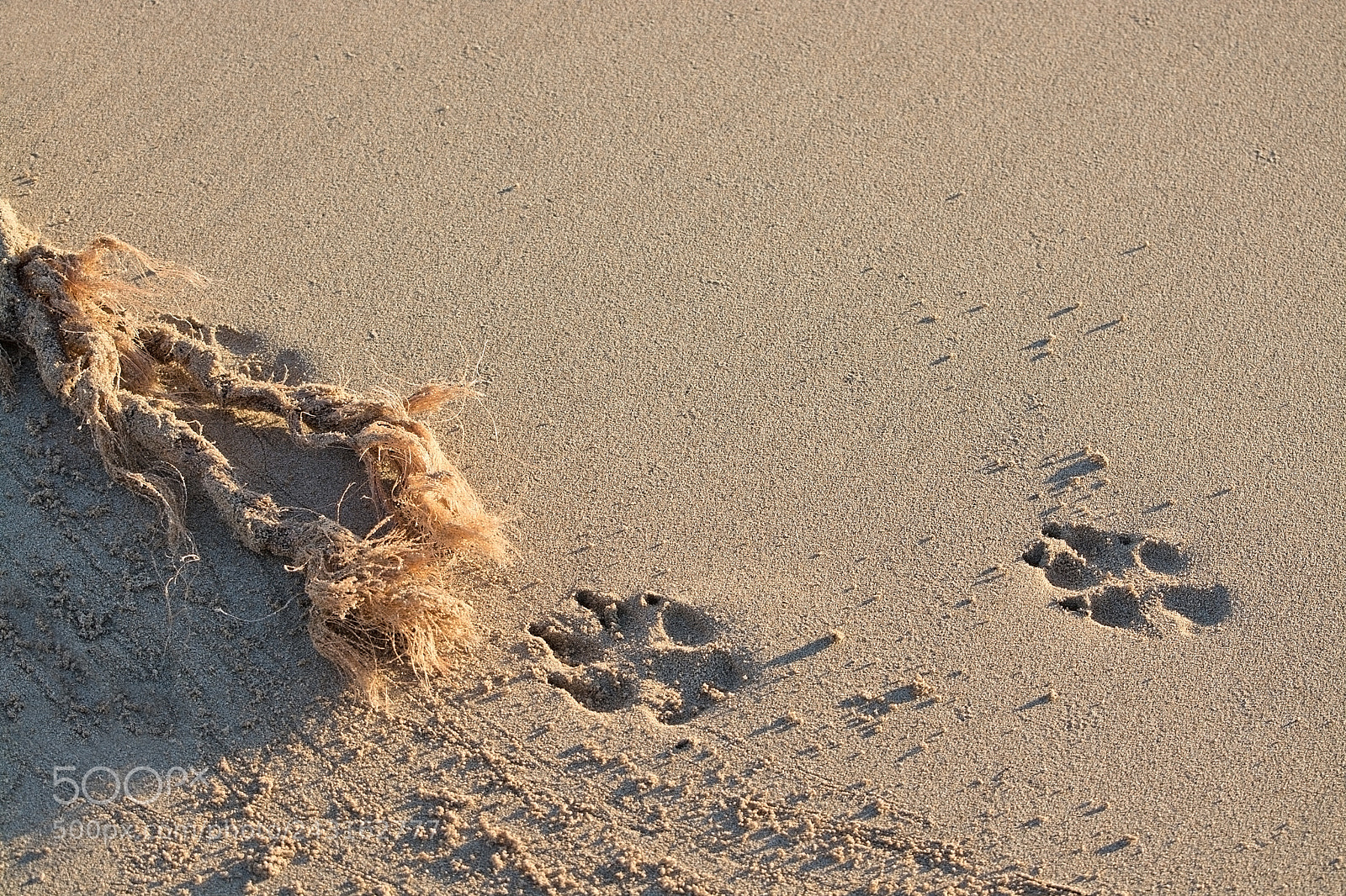 Nikon D7100 sample photo. Rope on waters edge photography