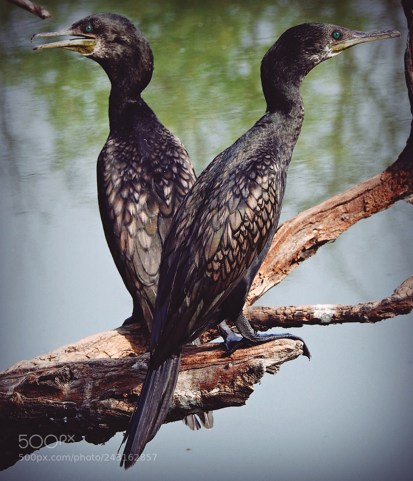 Nikon Coolpix P900 sample photo. Greater cormorants photography