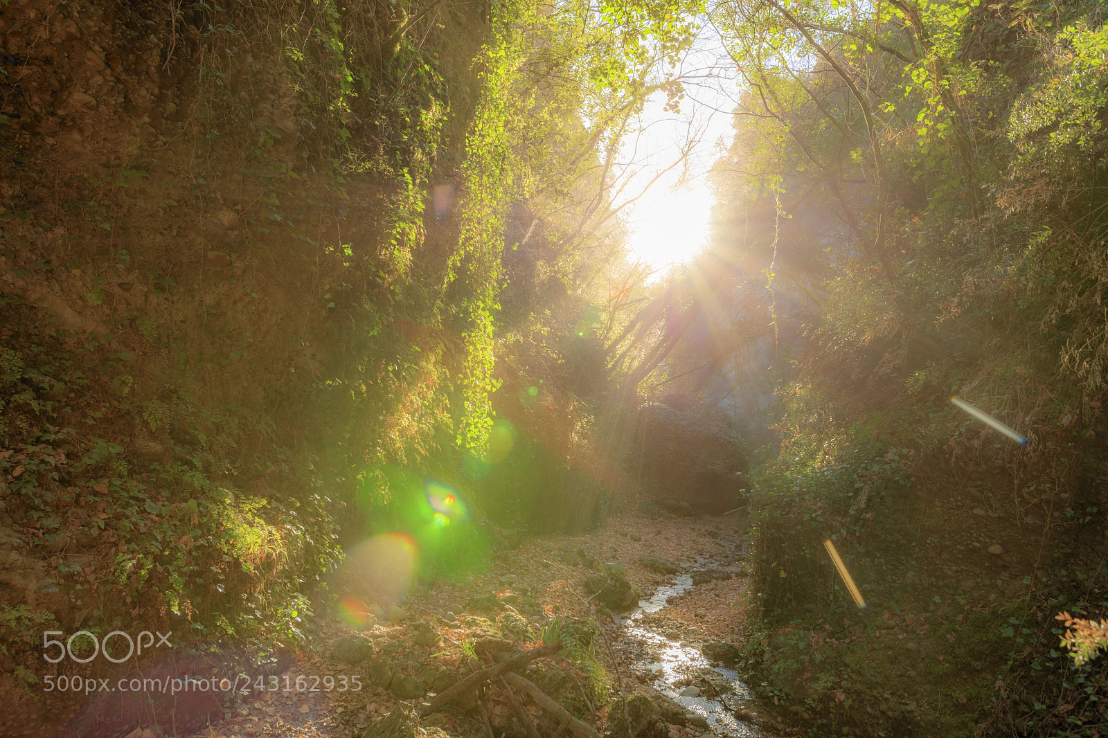 Canon EOS 5DS sample photo. Jungle photography