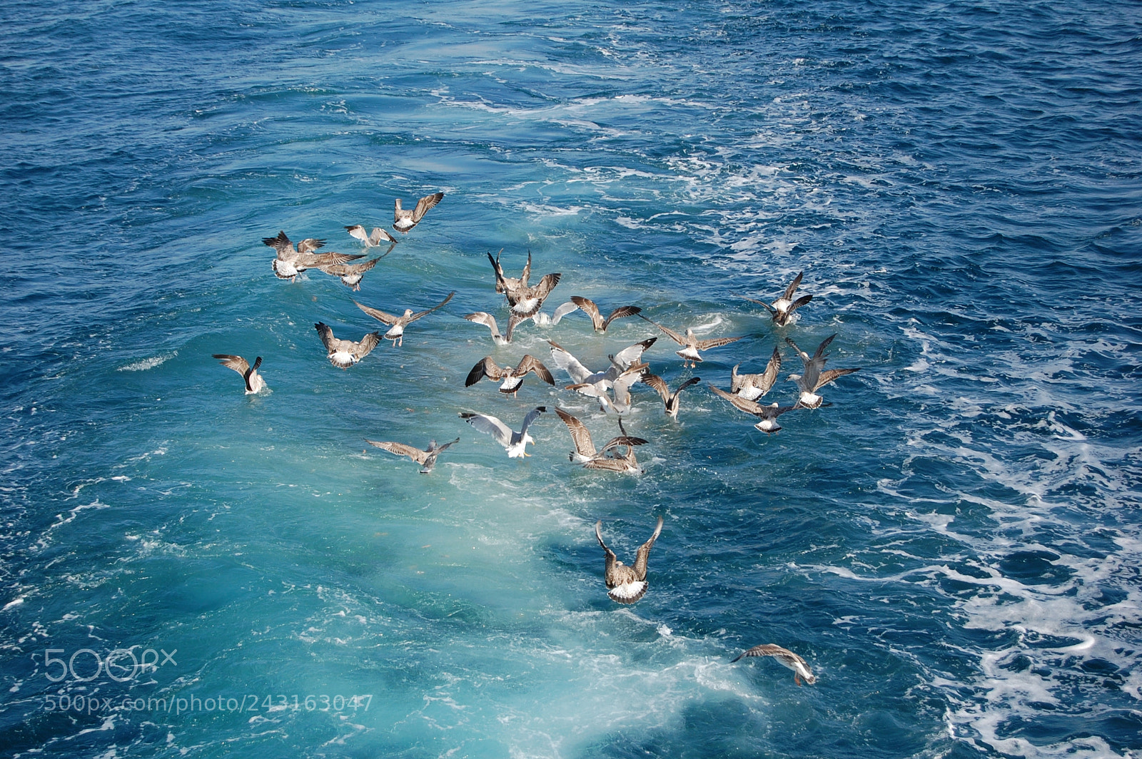 Nikon D40 sample photo. Seagulls photography