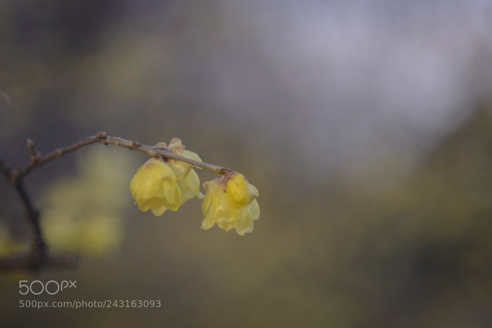 Nikon D7100 sample photo. Roubai photography