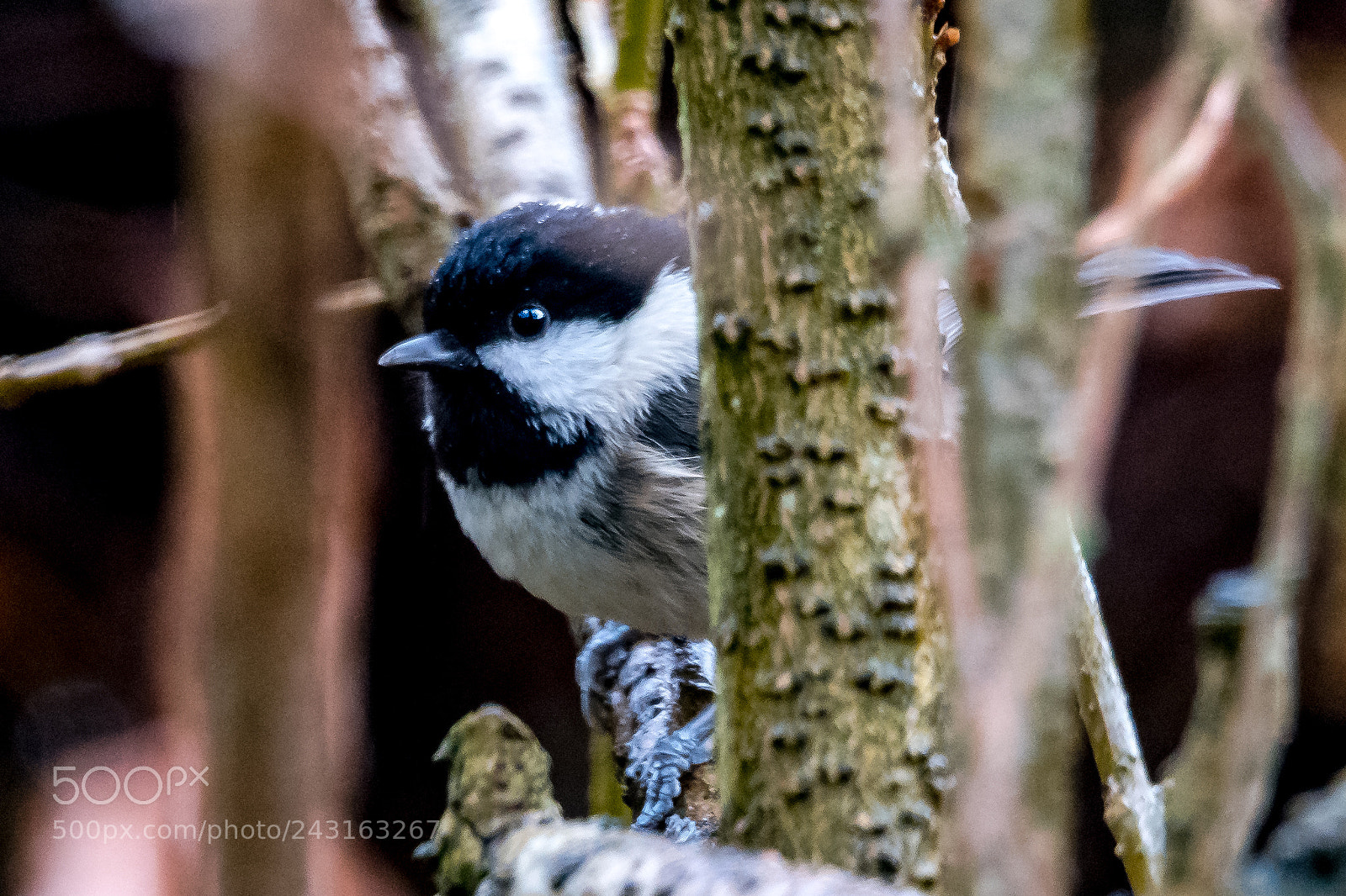 Nikon D850 sample photo. Spot the coal tit photography