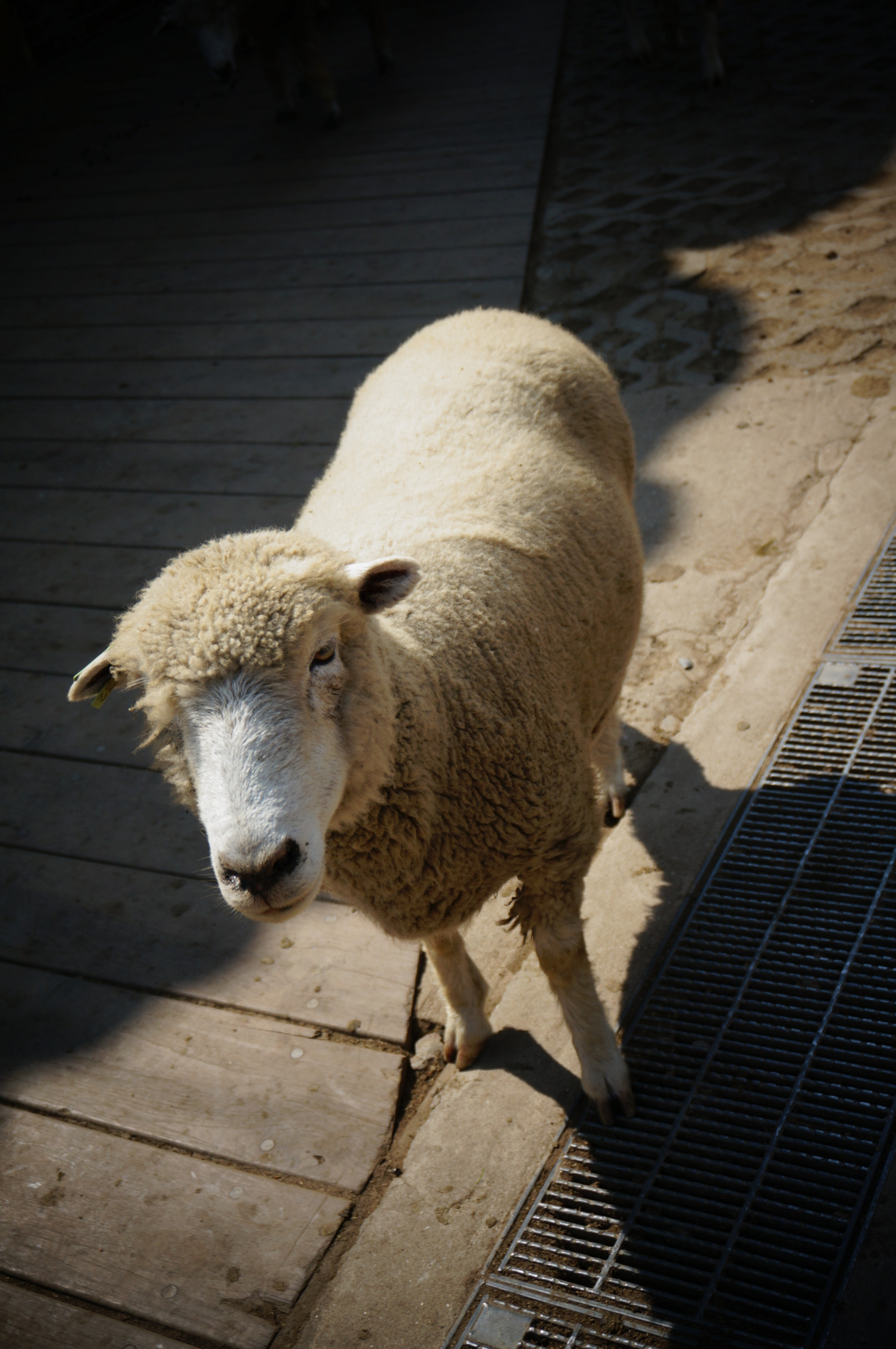 Sony E 16-50mm F3.5-5.6 PZ OSS sample photo. Sheep.🐑🐏 photography