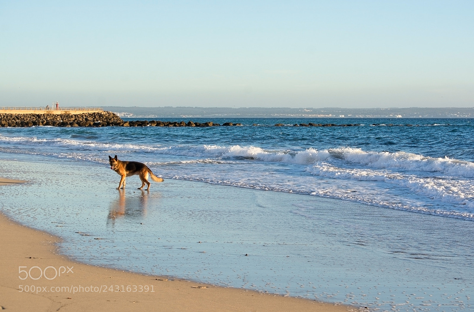 Nikon D7100 sample photo. German shepherd dog plays photography