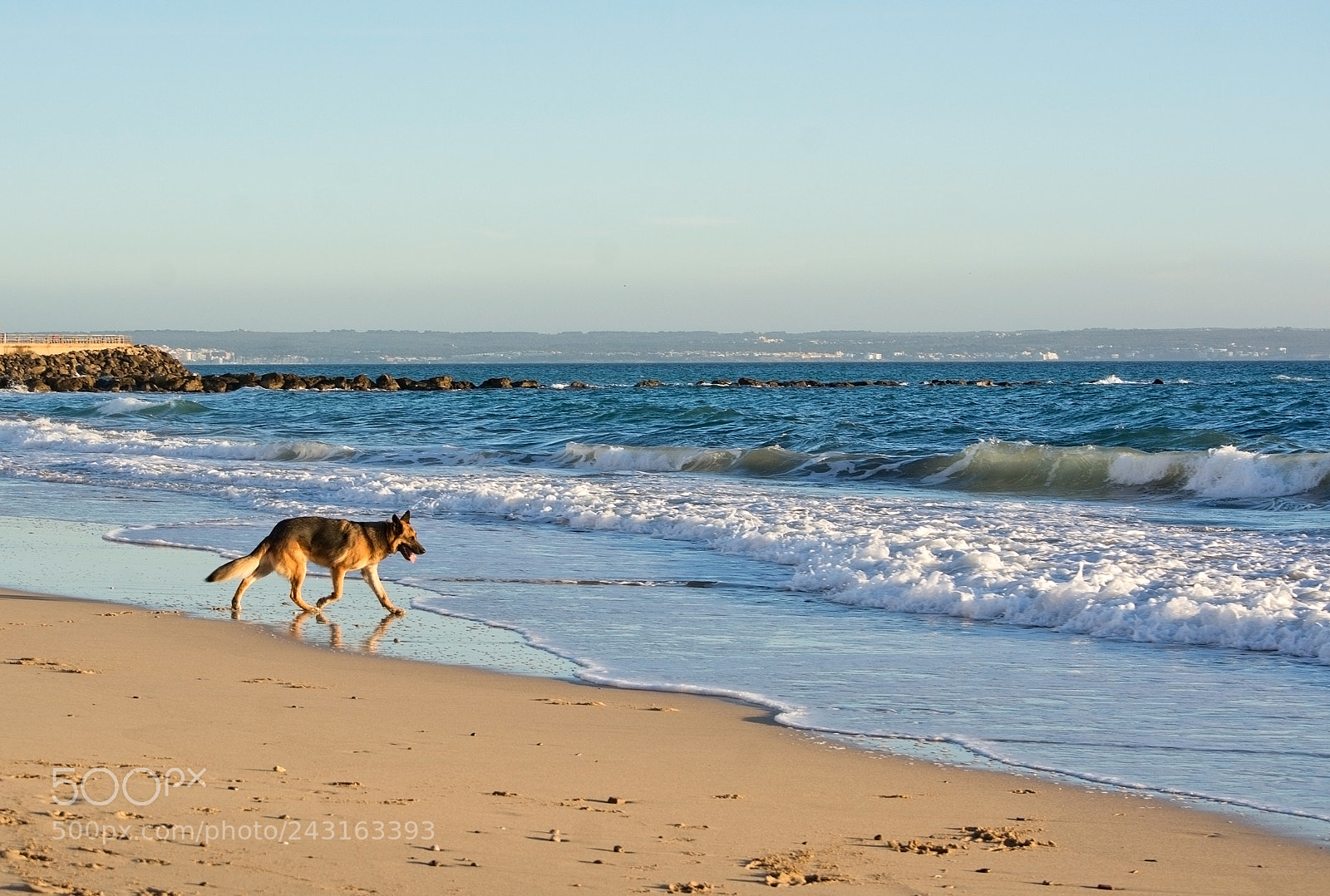 Nikon D7100 sample photo. German shepherd dog plays photography
