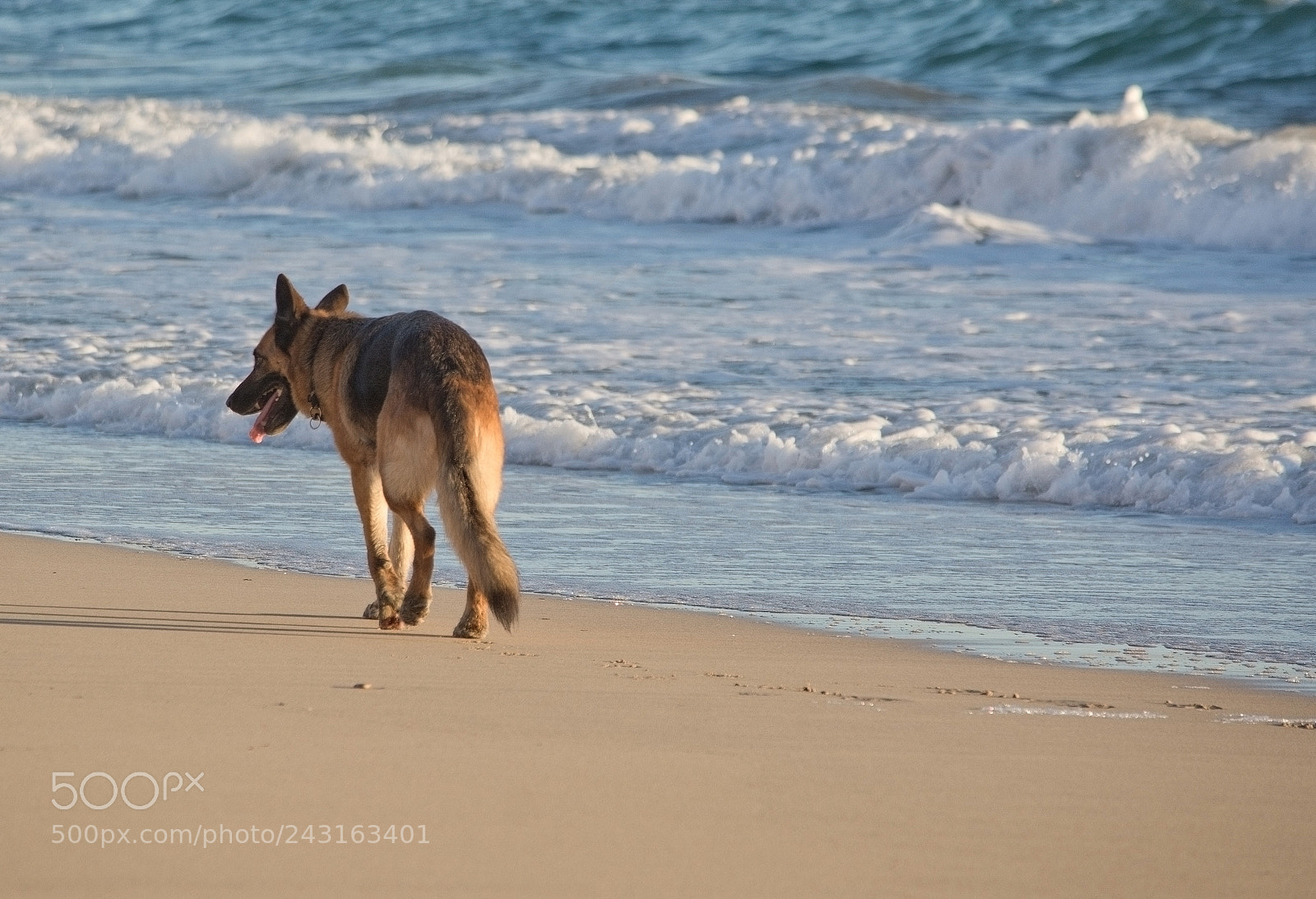 Nikon D7100 sample photo. German shepherd dog plays photography