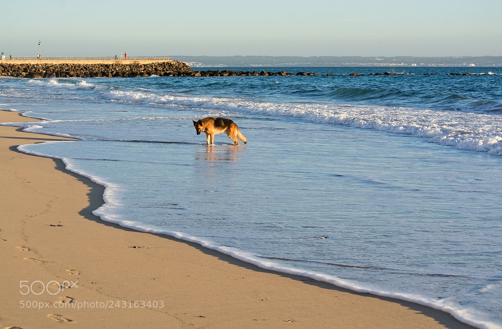 Nikon D7100 sample photo. German shepherd dog plays photography