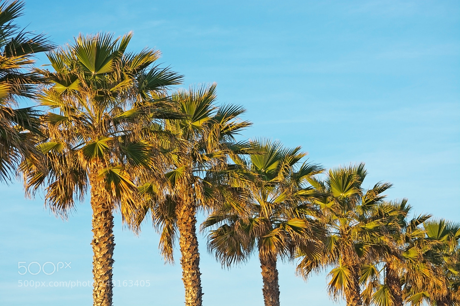 Nikon D7100 sample photo. Palm trees in a photography