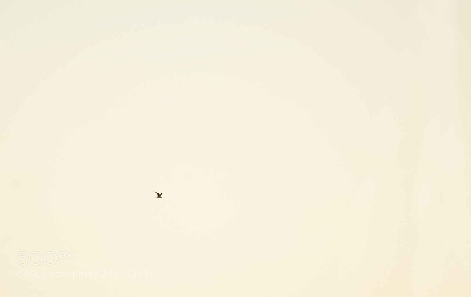 Nikon D7100 sample photo. Seagull silhouette against yellow photography