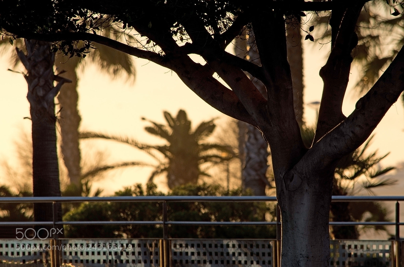 Nikon D7100 sample photo. Silhouette trees along biketrack photography