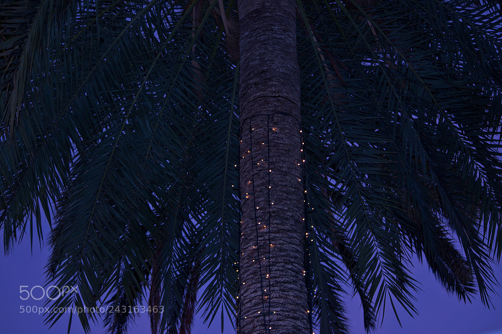 Nikon D7100 sample photo. Light decorated palm tree photography