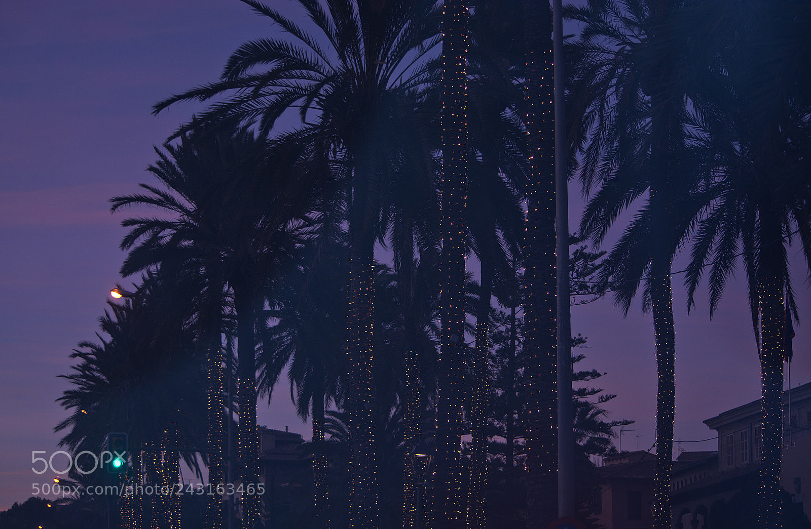 Nikon D7100 sample photo. Light decorated palm trees photography
