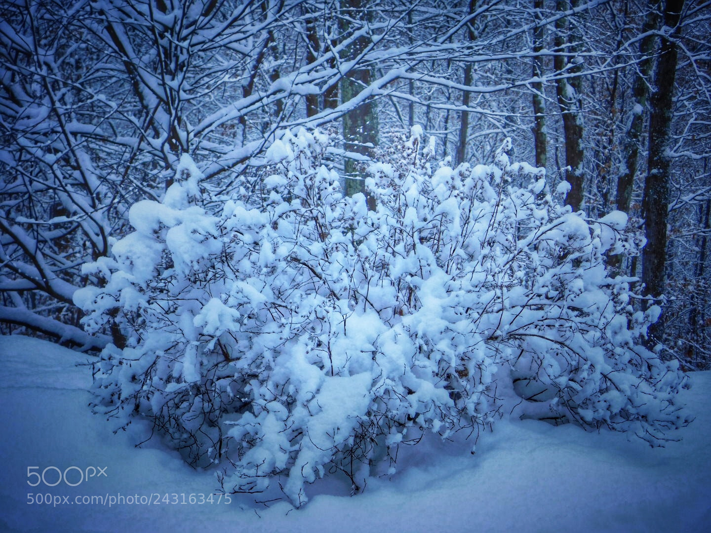 Nikon Coolpix B500 sample photo. Snowy bush photography