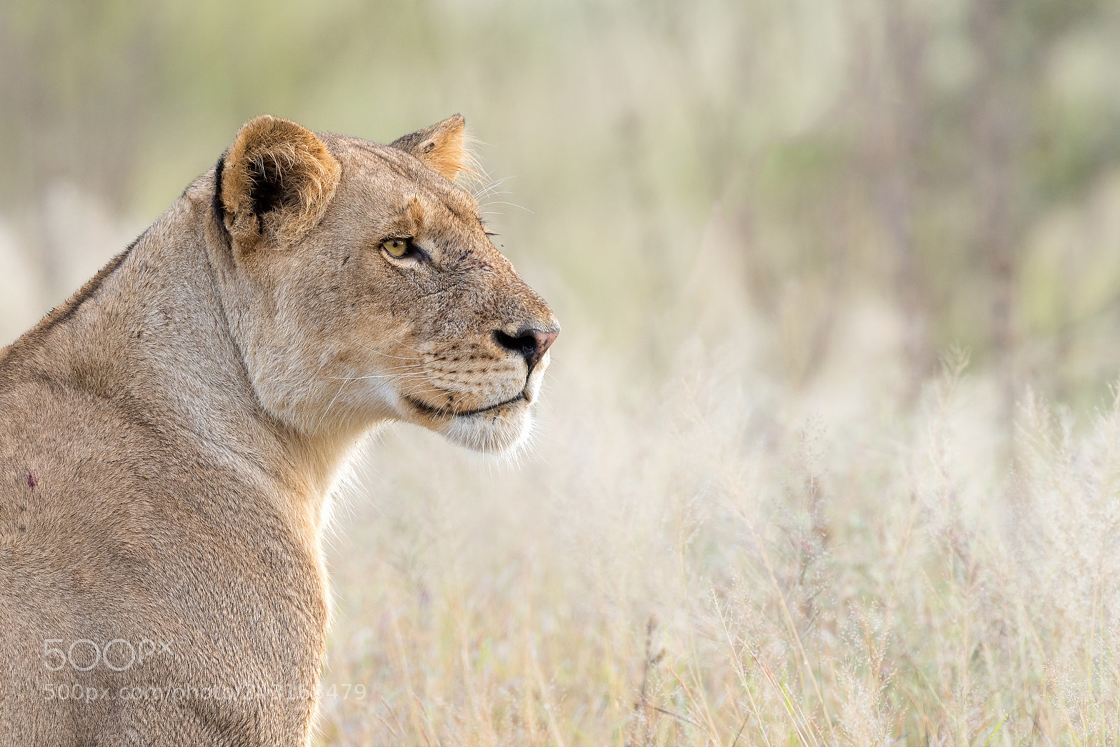 Nikon D500 sample photo. Lioness stare photography
