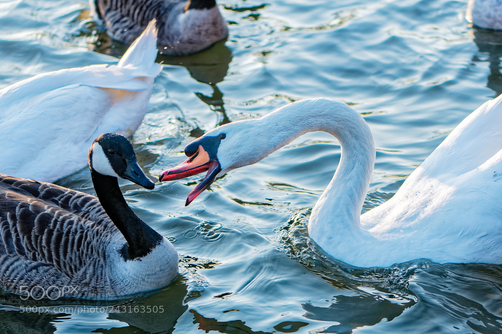 Nikon D500 sample photo. Cygnes au lac de photography