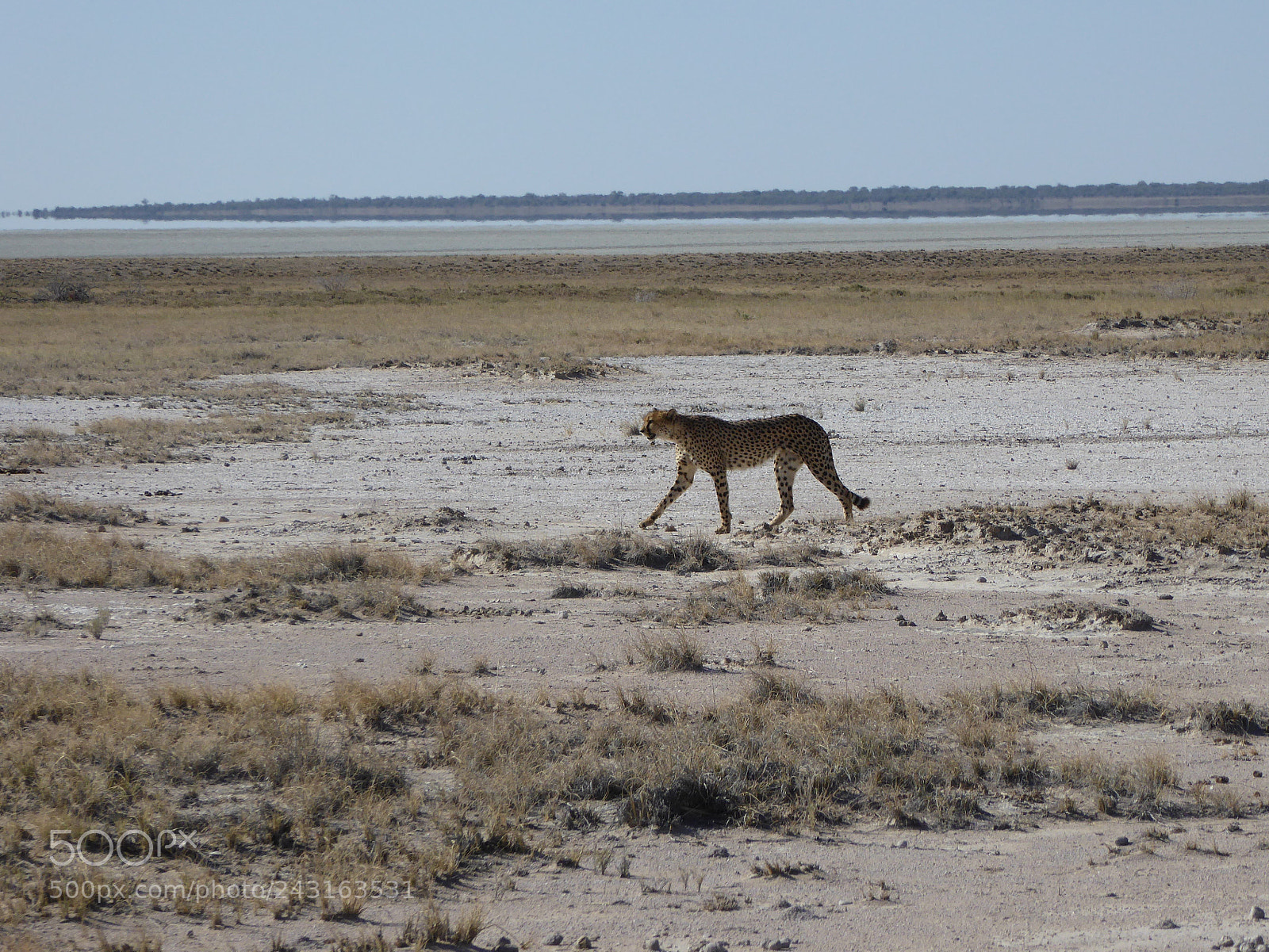 Panasonic Lumix DMC-ZS40 (Lumix DMC-TZ60) sample photo. Cheetah, etosha photography