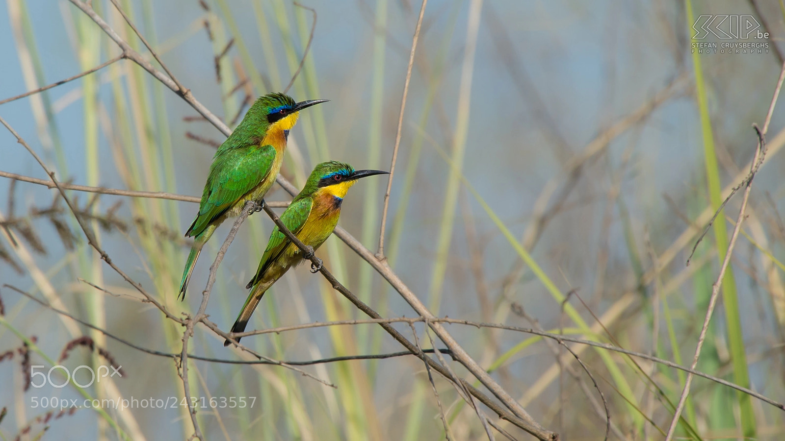 Nikon D600 sample photo. Blue-breasted bee-eaters photography