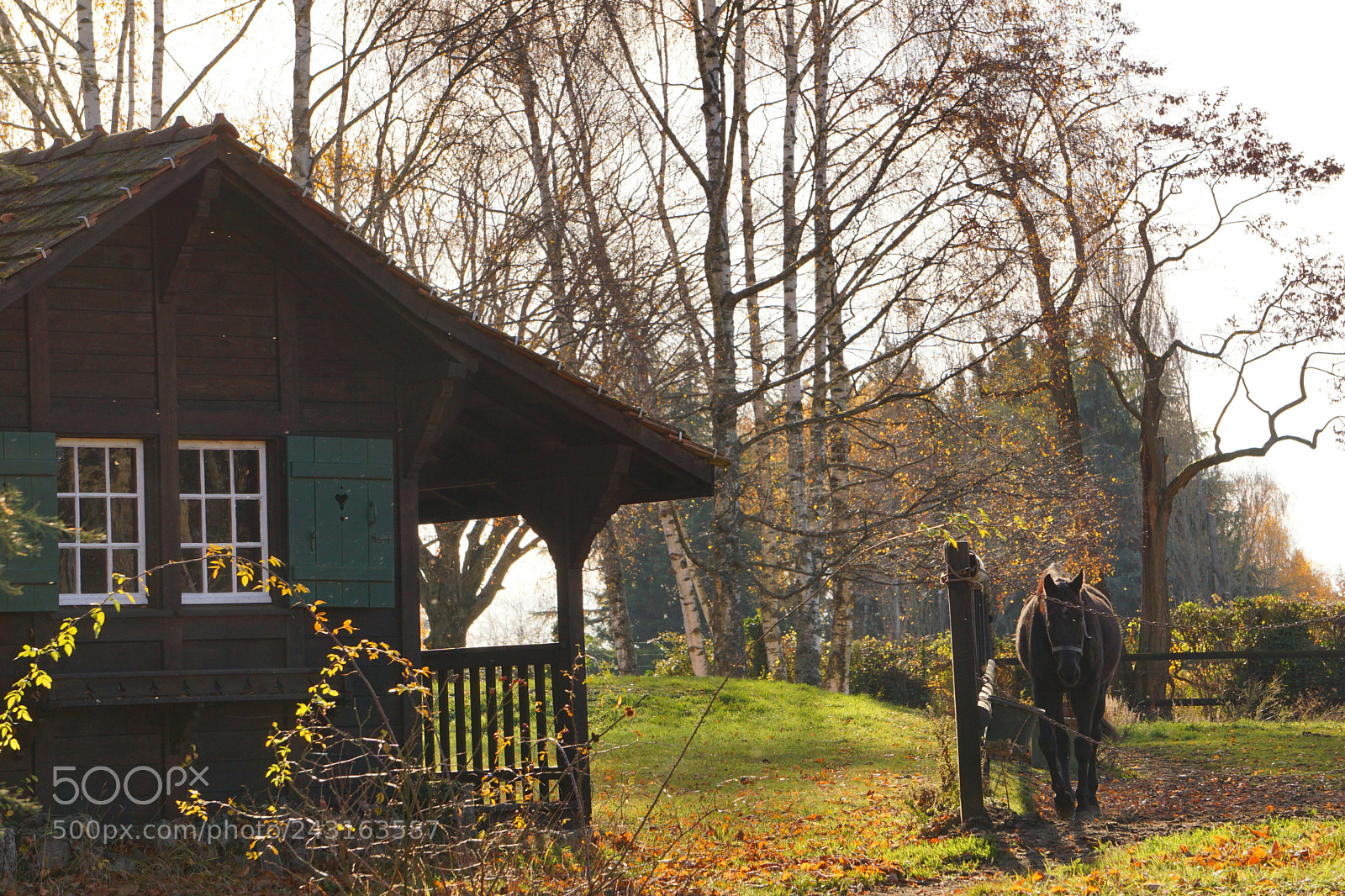 Sony a5100 sample photo. A horse in autumn photography