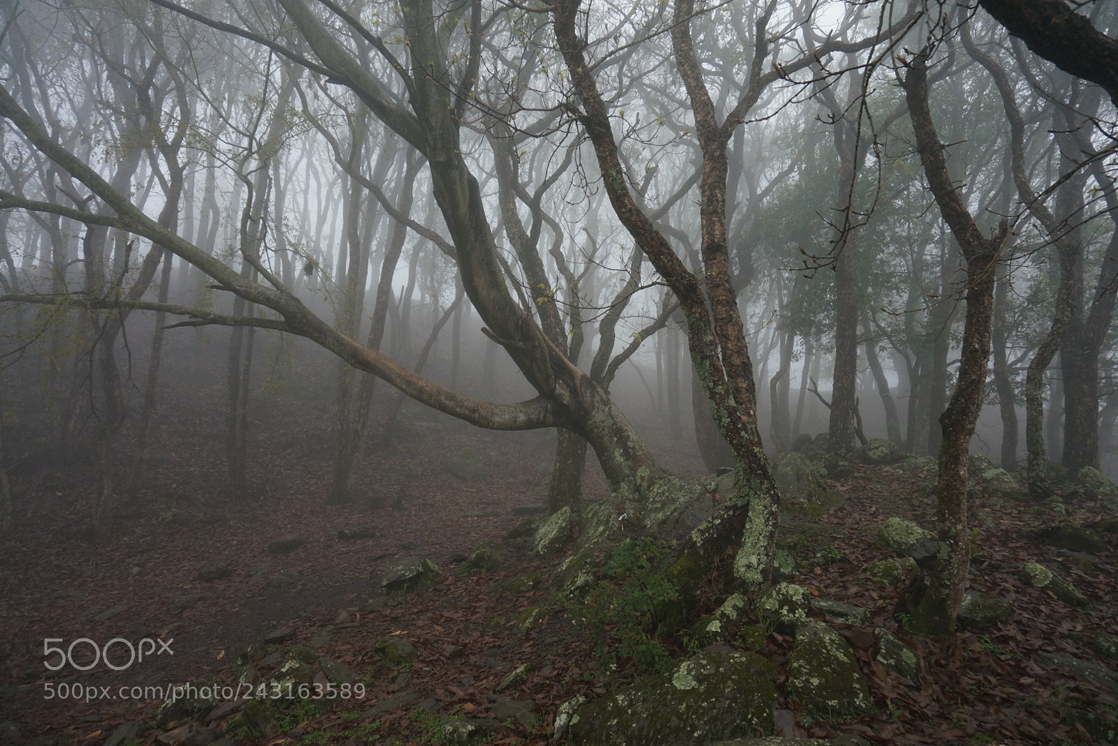 Sony Alpha NEX-5R sample photo. Untitled photography