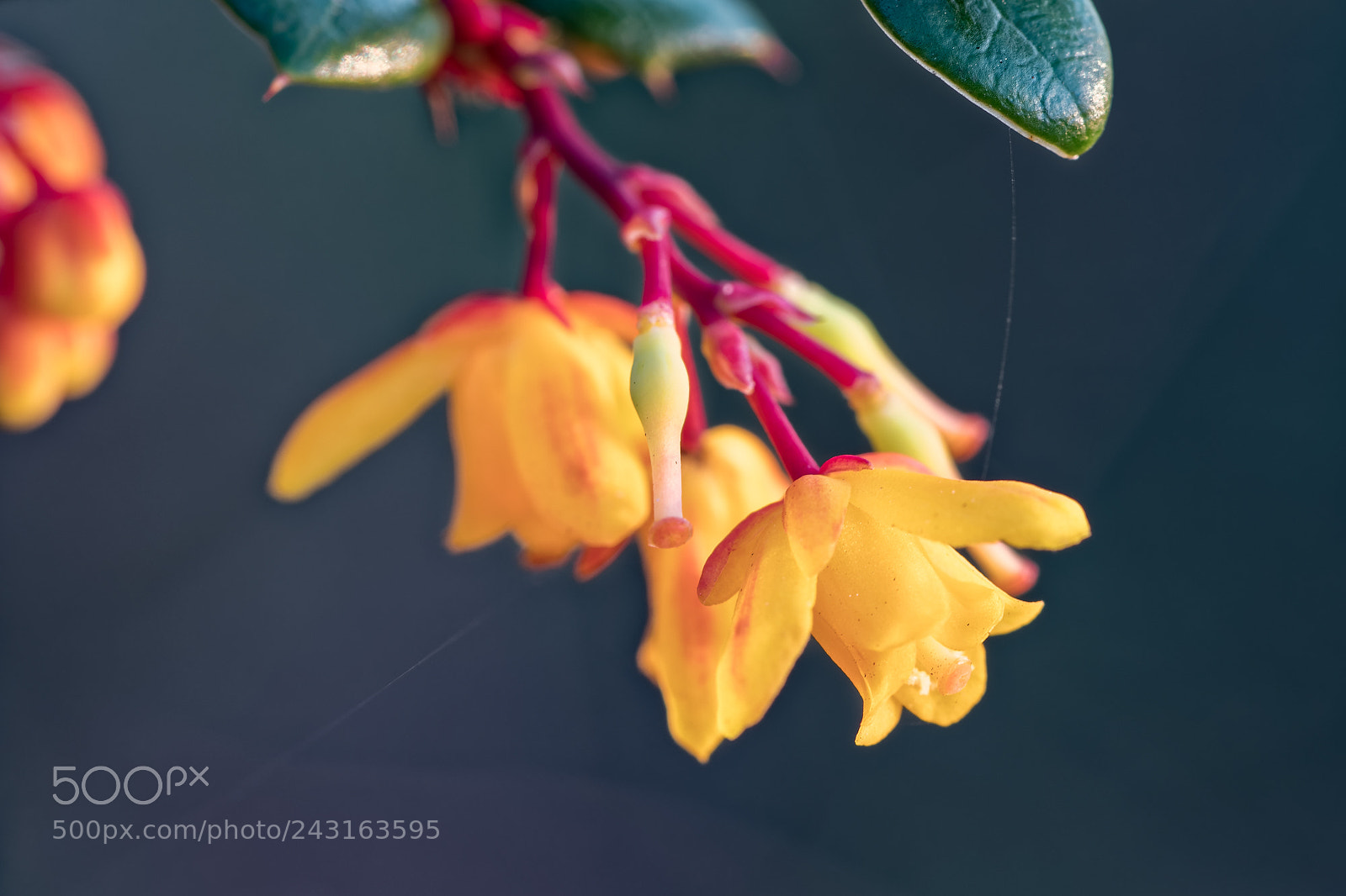 Nikon D500 sample photo. Macro au jardin des photography