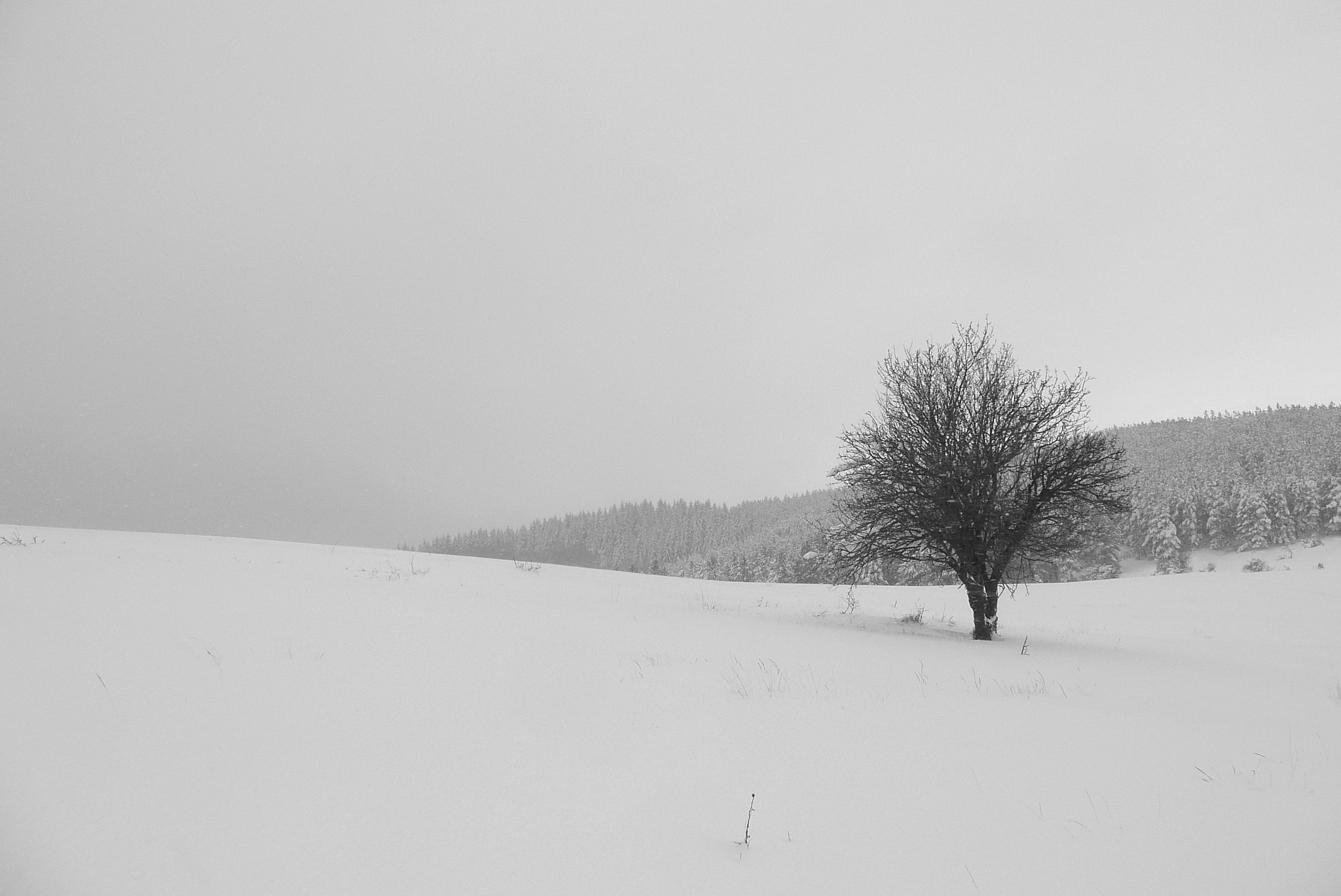 Panasonic DMC-TZ3 sample photo. * photography