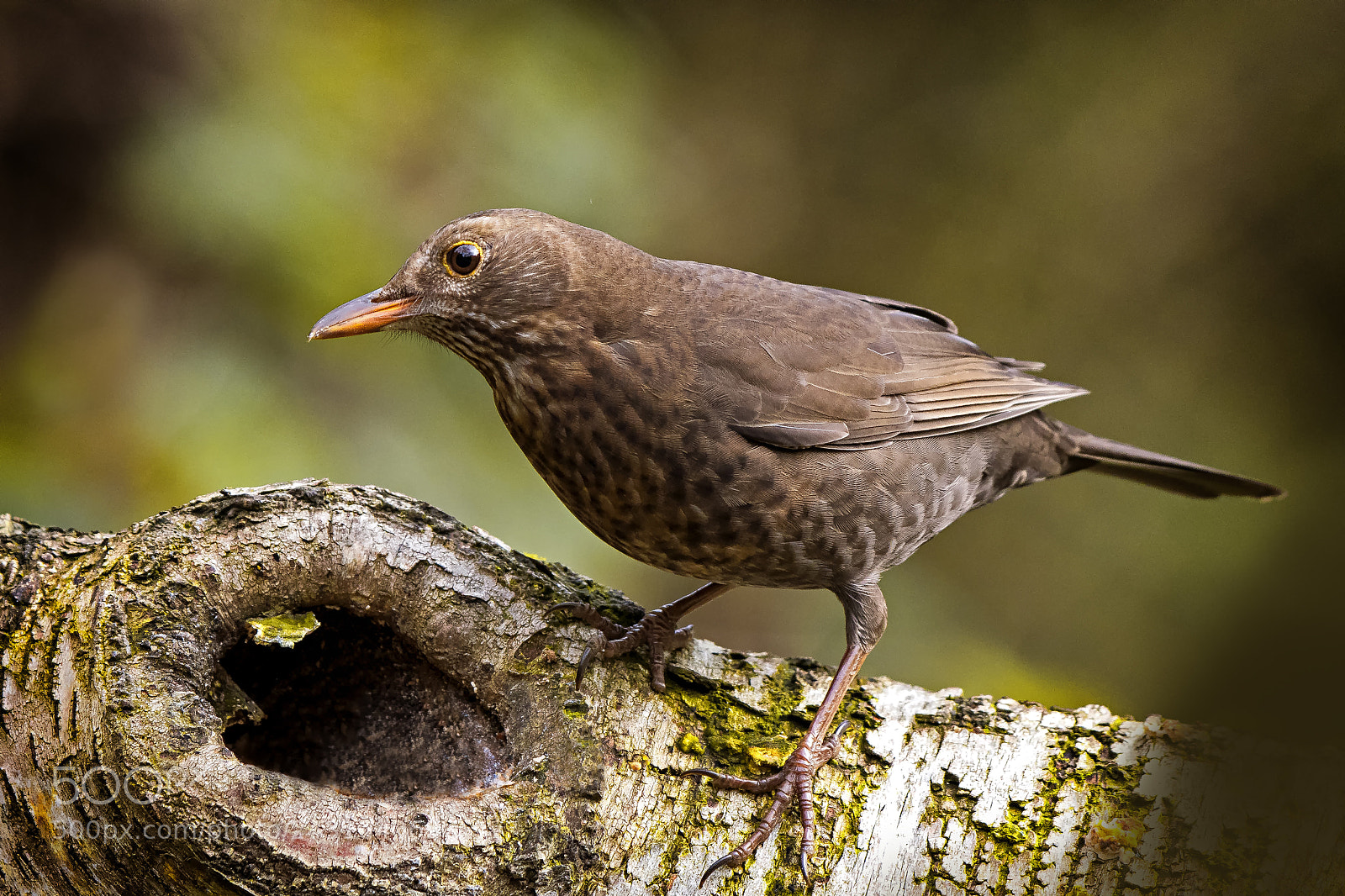 Nikon D500 sample photo. Blackbird (turdus merula)... photography