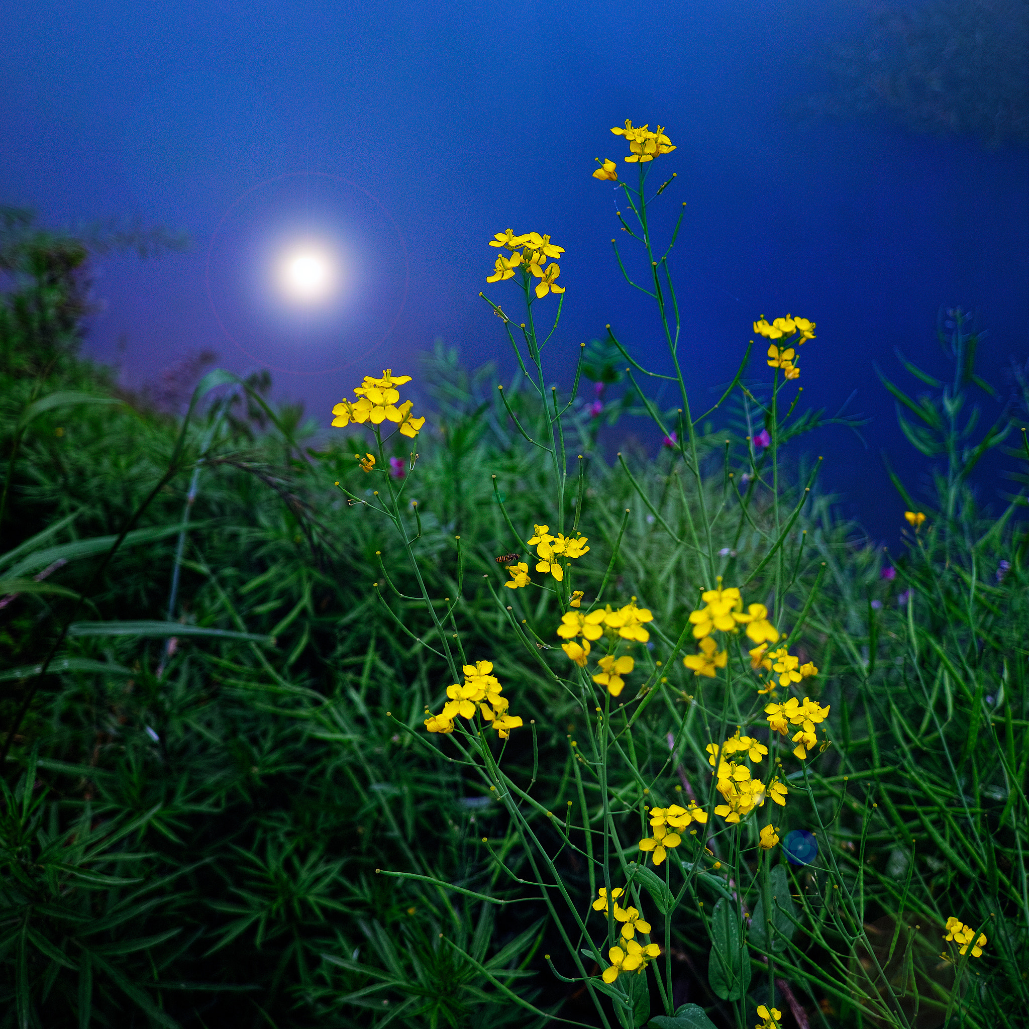 Sigma DP1 Merrill sample photo. Flower photography
