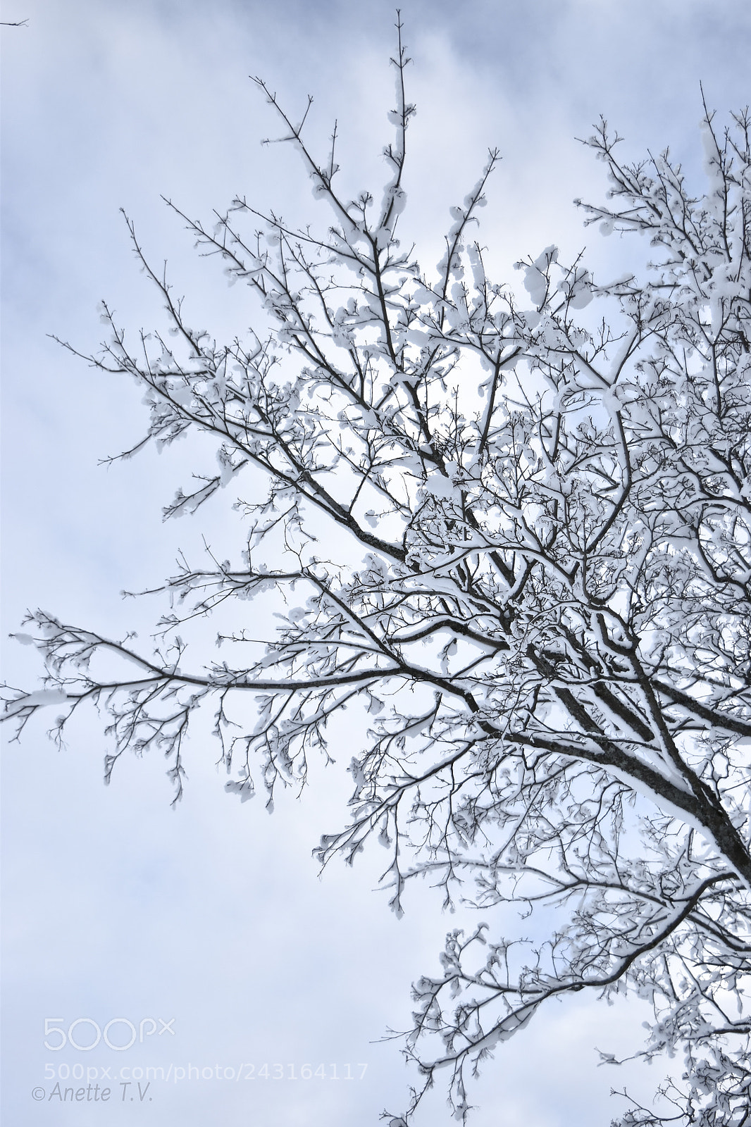 Nikon D5500 sample photo. Snow art .. photography