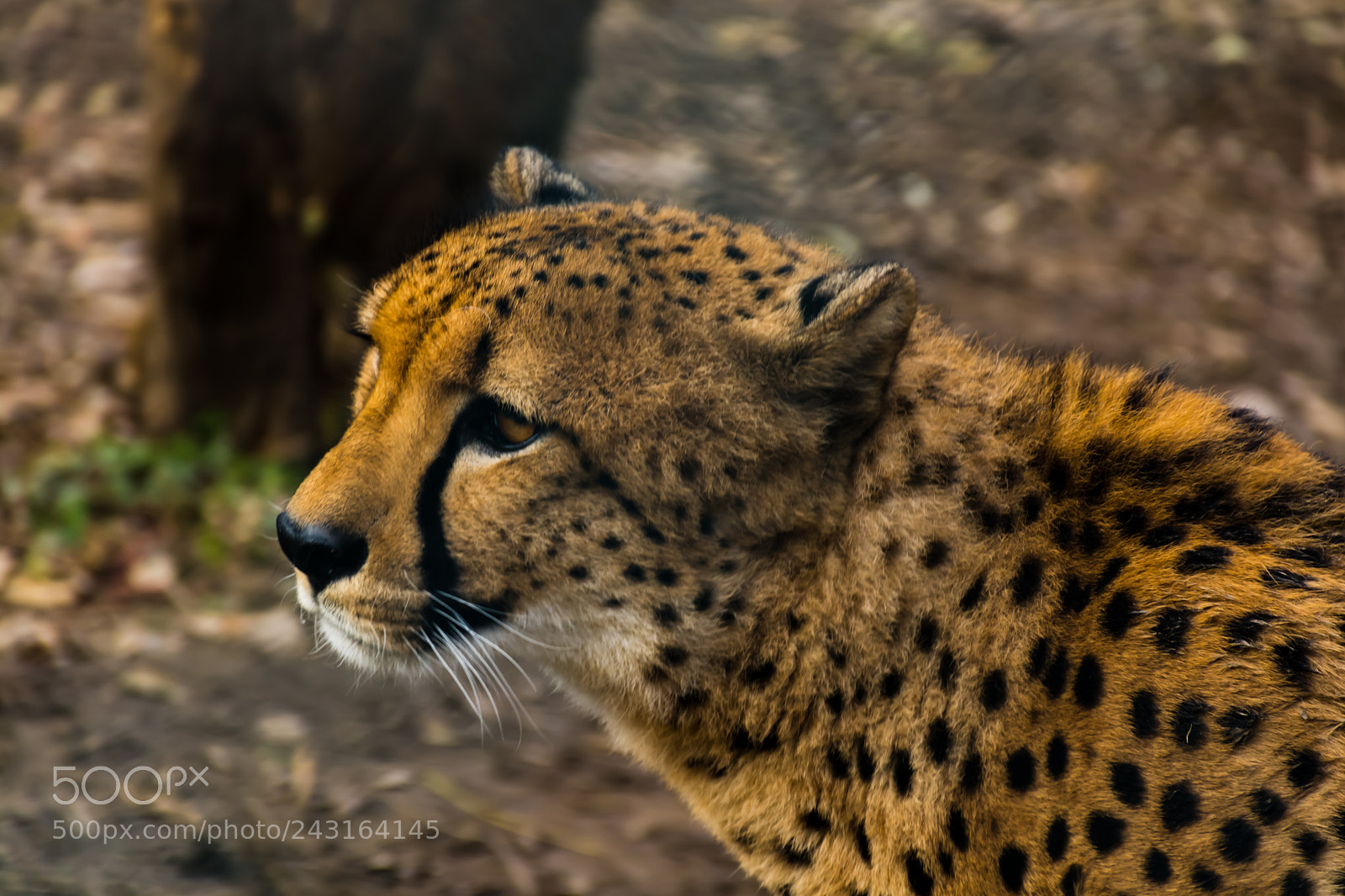 Nikon D7100 sample photo. Cheetah.. photography