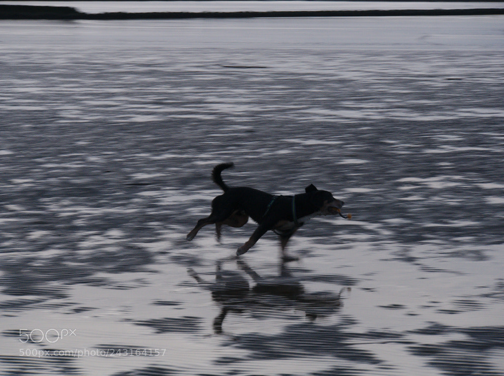 Panasonic Lumix DMC-GX7 sample photo. Playing dog photography