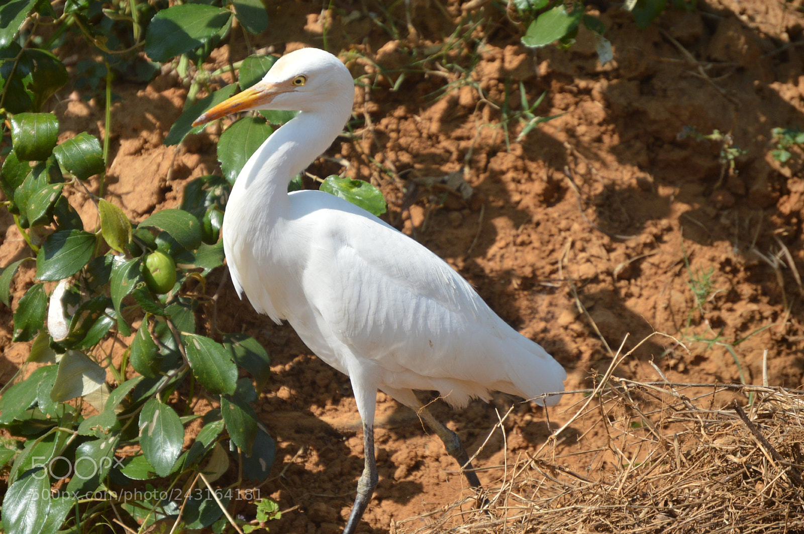 Nikon D3200 sample photo. Heading for a feast photography