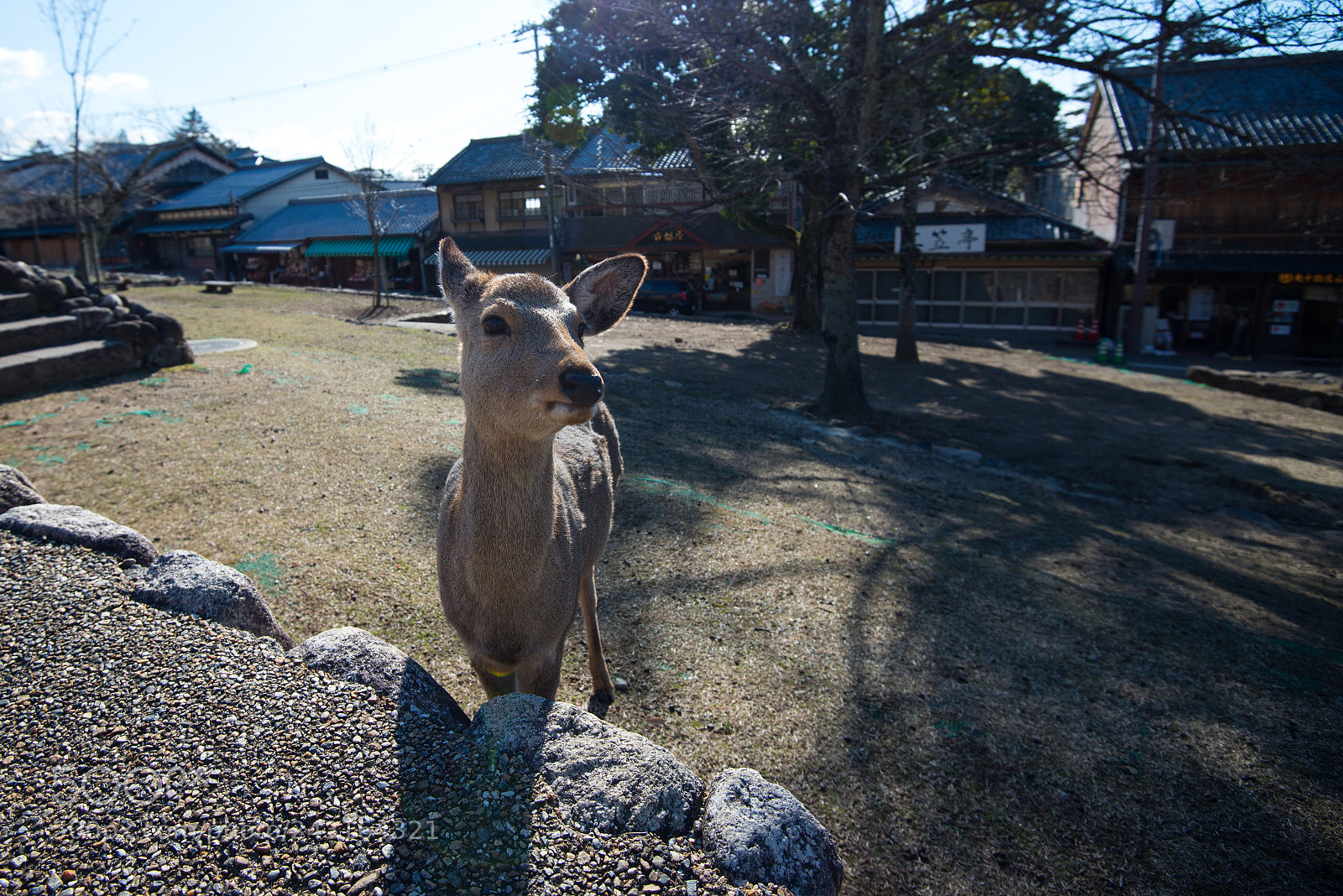 Nikon D610 sample photo. Deer in nara photography