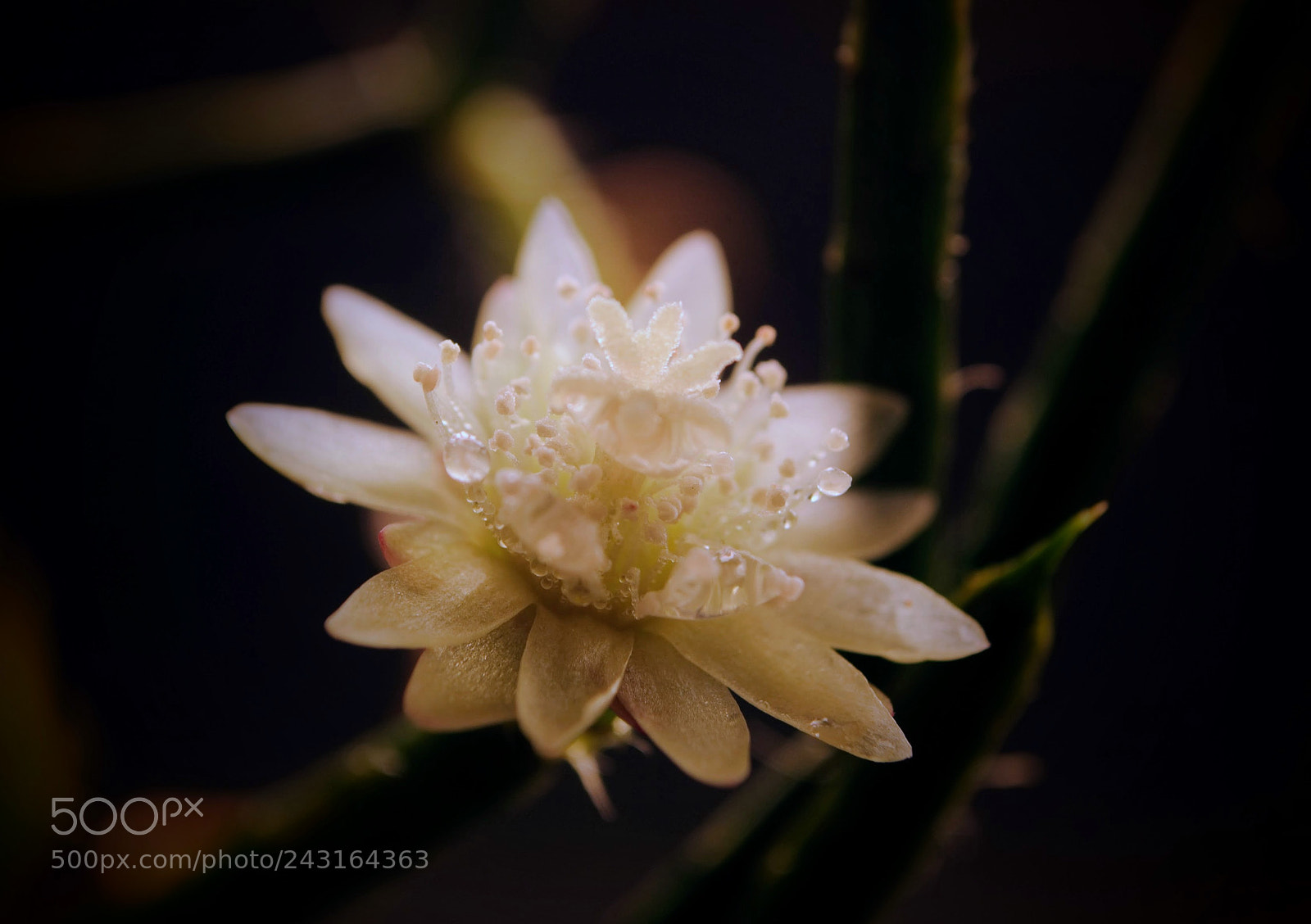 Nikon D3000 sample photo. Rhipsalis pilocarpa flower photography