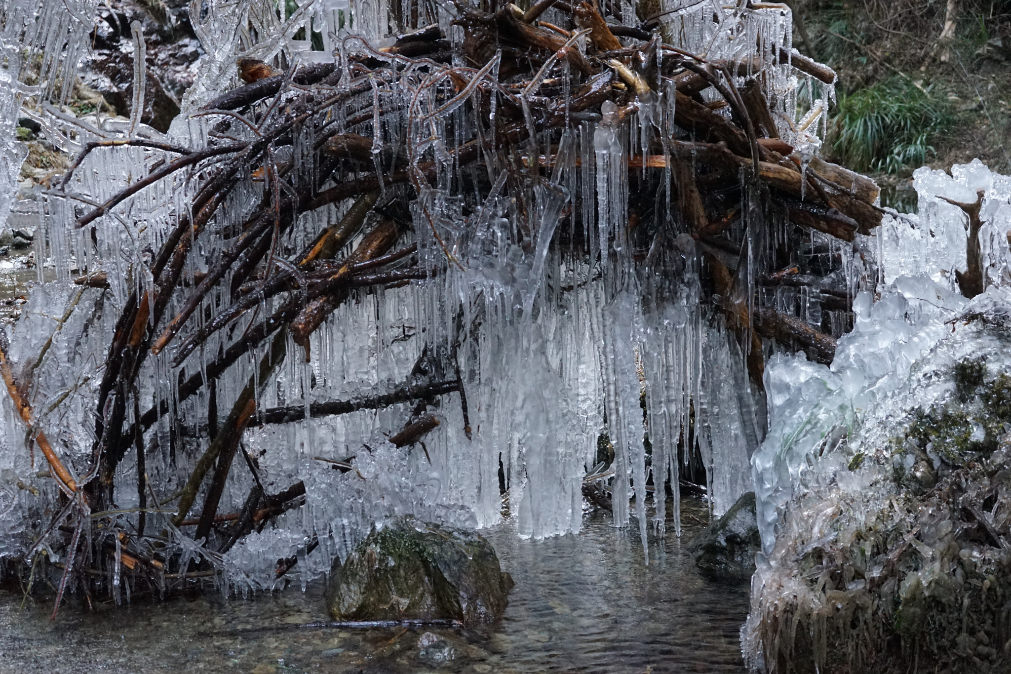 Sony FE 28-70mm F3.5-5.6 OSS sample photo. Frozen tree photography