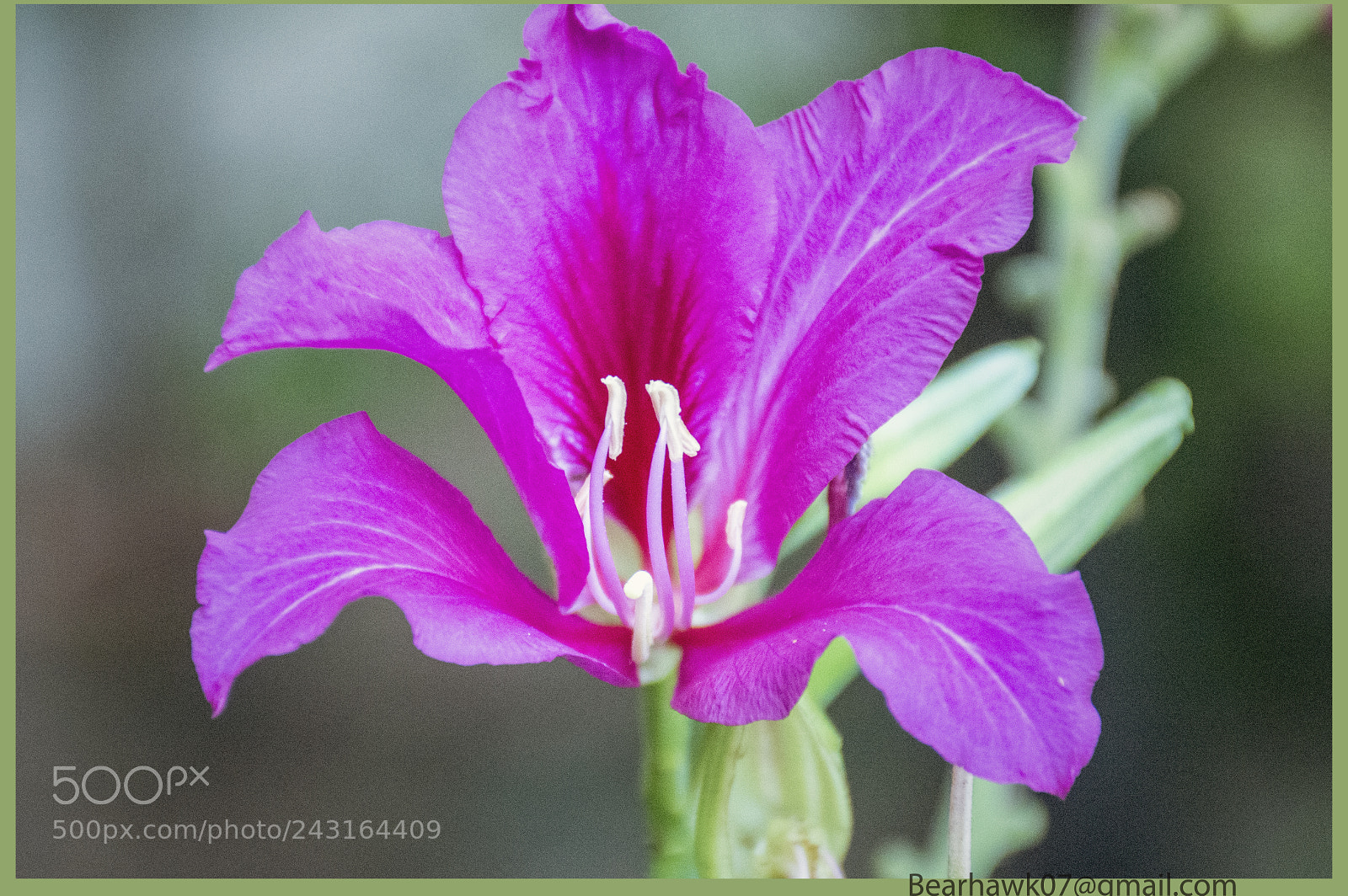 Nikon D7200 sample photo. 531.jpg photography